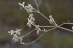 Longleaf buckwheat